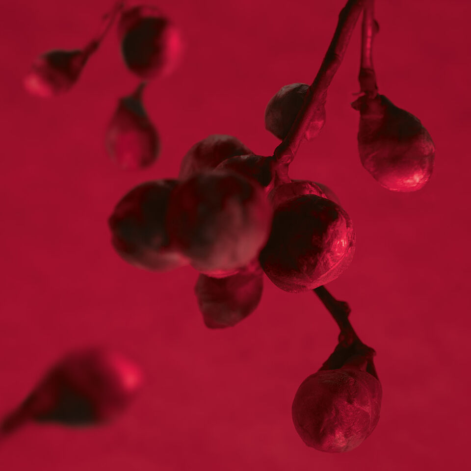 Sweet Cherry Details