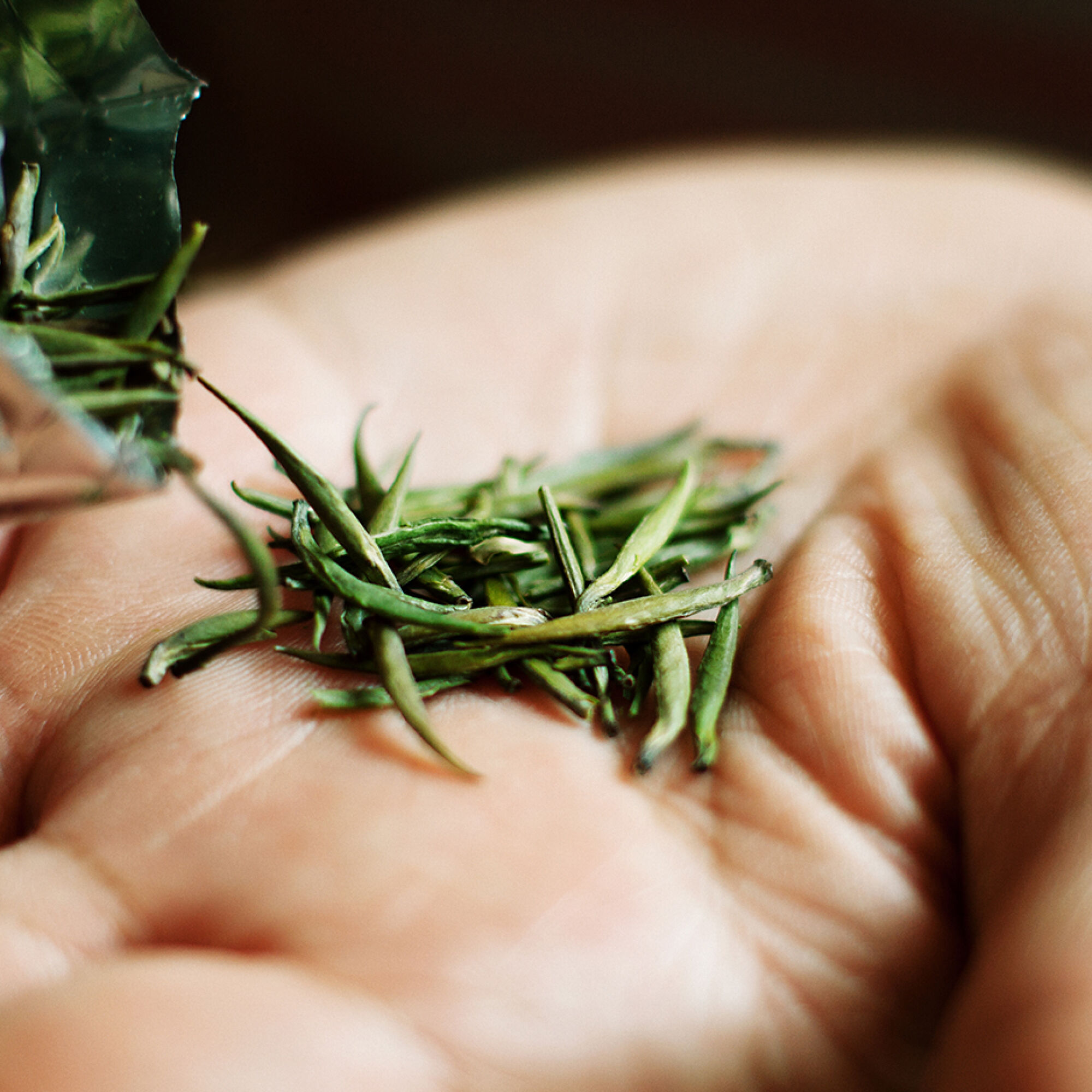 Hand with dried tea leaves