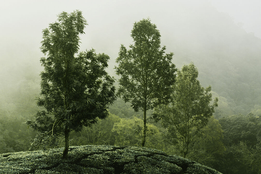 Grüne Teeplantage mit Schattenbäumen umhüllt in mystischem Nebel
