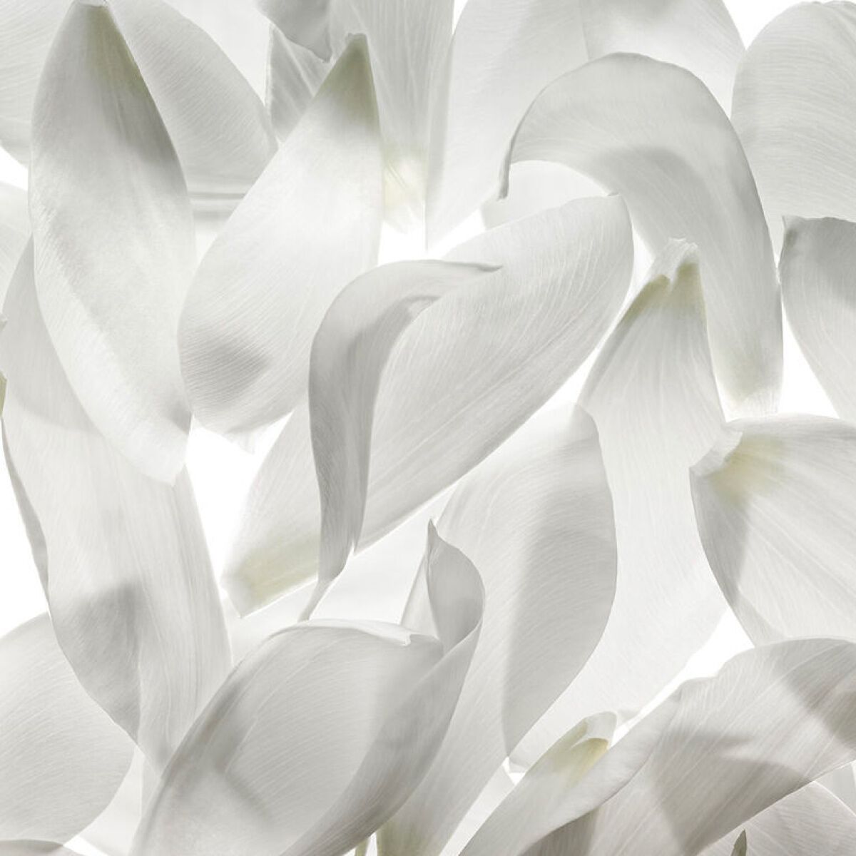 Vergrößerte weiße Blütenblätter 
