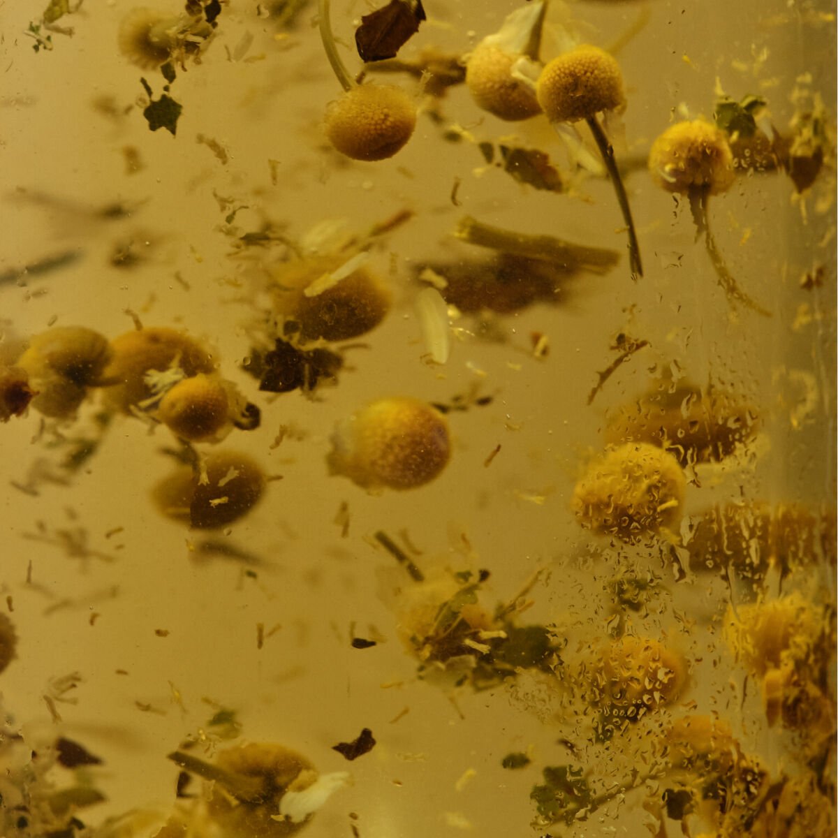 Camomile tea floating in water